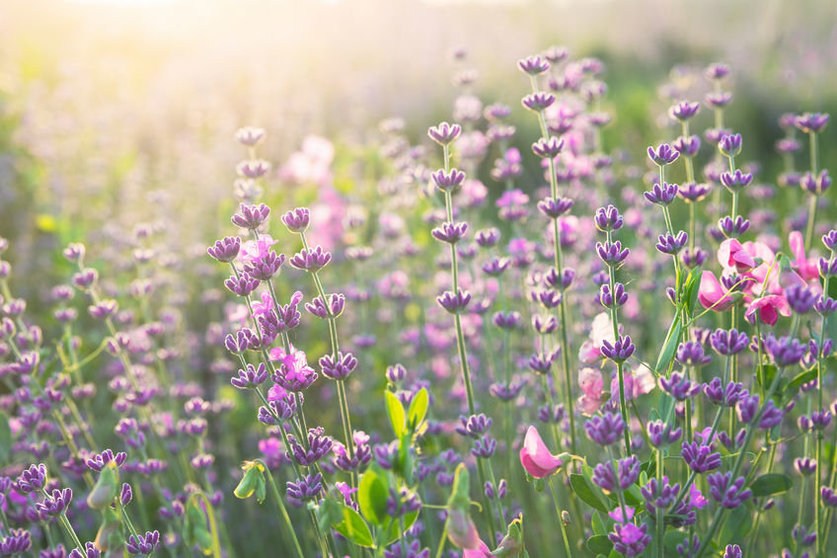 41981586 - lavender field closeup. aromatic lavender flowers over sunset sky.