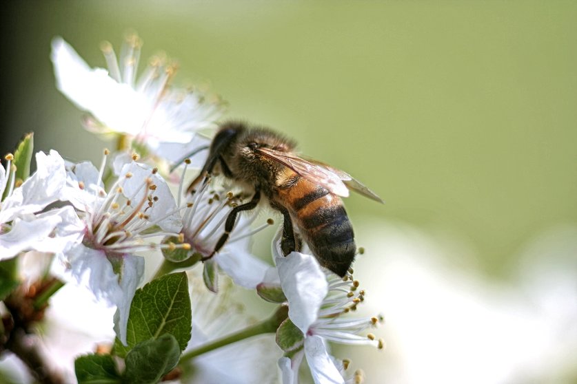 19447143 - bee on flower