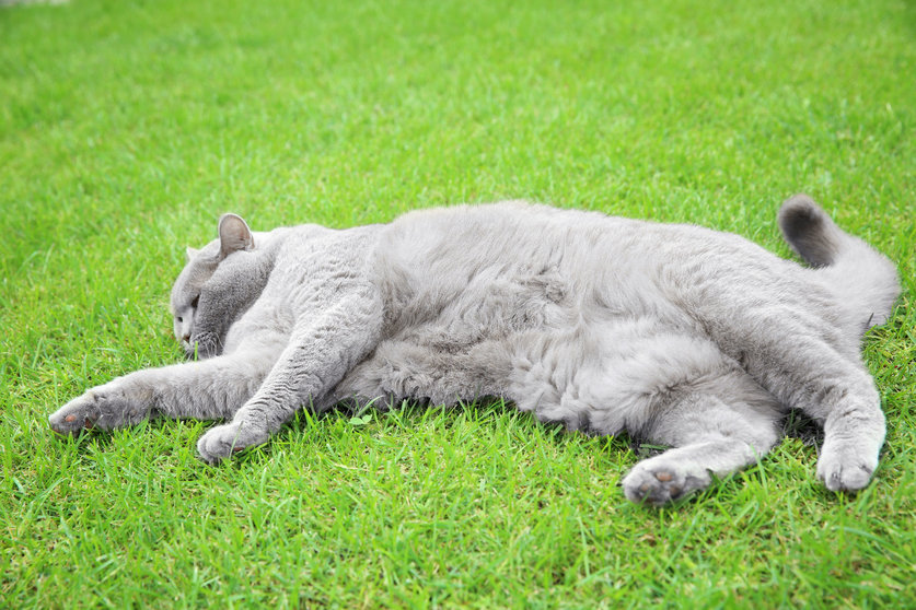 Funny overweight cat lying on green lawn outdoors